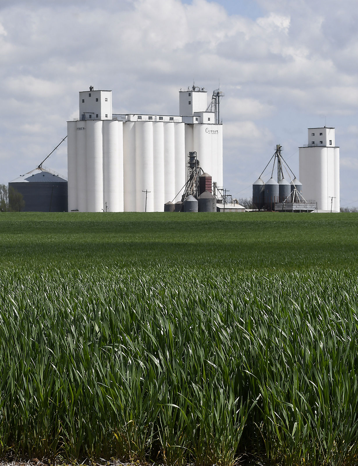 Progress Wheat 1 Bh.jpg